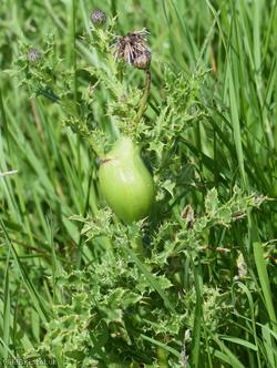 image for Thistle Gall Fly