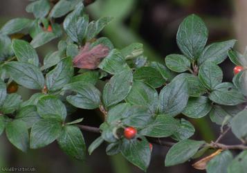 Franchet's Cotoneaster