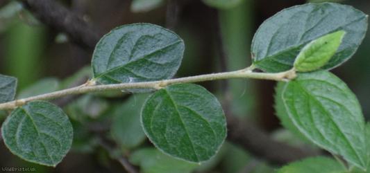 Franchet's Cotoneaster