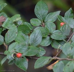 Franchet's Cotoneaster