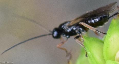 Opiinae Unidentified 4