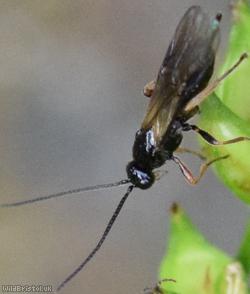 Opiinae Unidentified 4