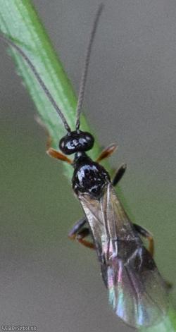 Opiinae Unidentified 4