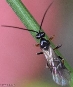 Opiinae Unidentified 4