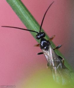 Opiinae Unidentified 4