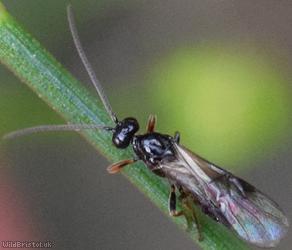 image for Opiinae Unidentified 4