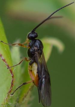 Bracon Unidentified 6