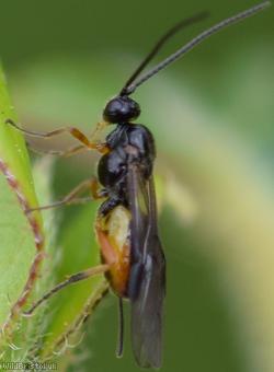 Bracon Unidentified 6