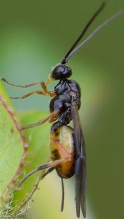 Bracon Unidentified 6