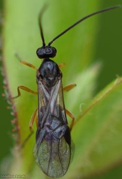 image for Bracon Unidentified 6