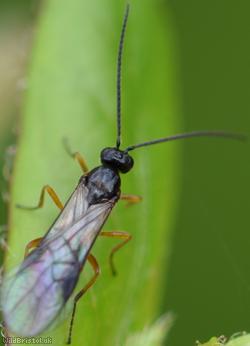 Bracon Unidentified 6