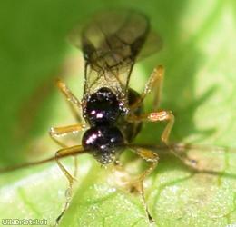 Opiinae Unidentified 5