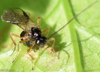 Opiinae Unidentified 5