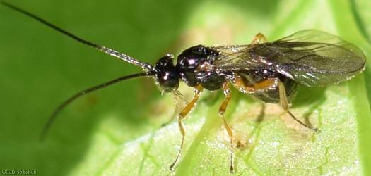 image for Opiinae Unidentified 5