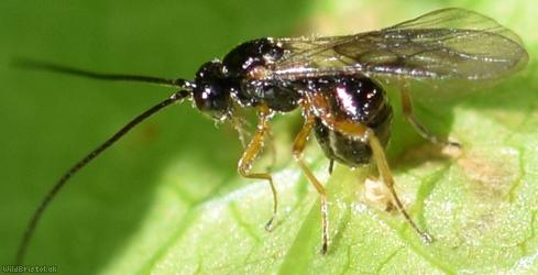 Opiinae Unidentified 5