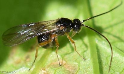 Opiinae Unidentified 5