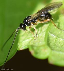 Opiinae Unidentified 5