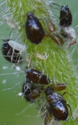Campion Aphid