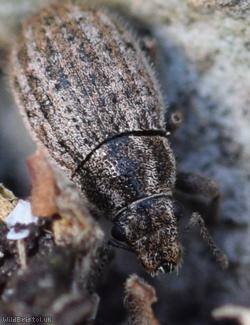 Strophosoma faber