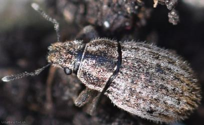 Strophosoma faber