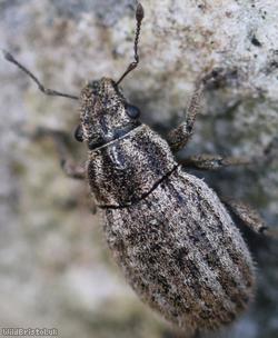 Strophosoma faber