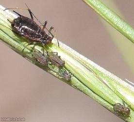 Blackberry-grass Aphid