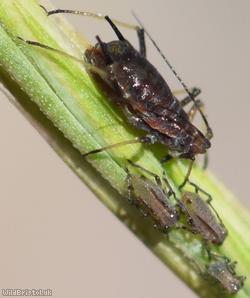Blackberry-grass Aphid