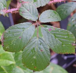 image for Rubus ser. Anisacanthi Unidentified 1