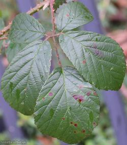 Rubus ser. Anisacanthi Unidentified 1