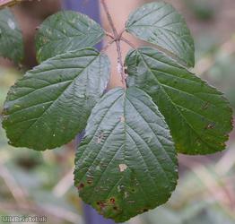 Rubus ser. Anisacanthi Unidentified 1