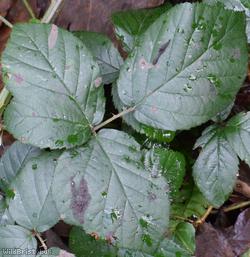 image for Rubus sect. Corylifolii Unidentified 10