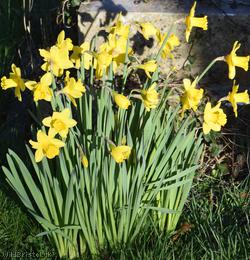 Tenby Daffodil