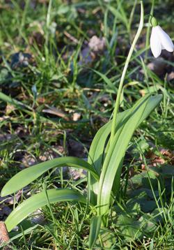 image for Green-leaved Snowdrop