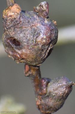 image for Willow Twig Gall Midge