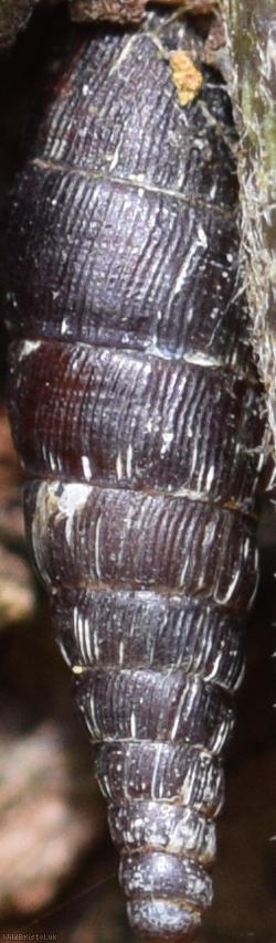 Two-toothed Door Snail