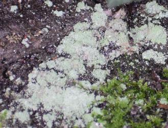 Fluffy Dust Lichen