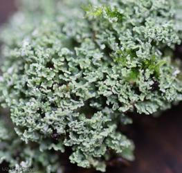 image for Stubby-stalked Cladonia