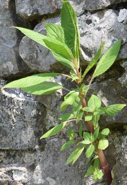 Himalayan Balsam