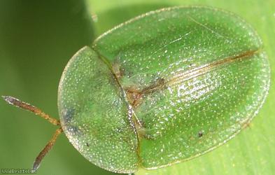 image for Thistle Tortoise Beetle