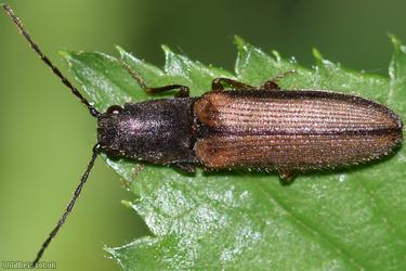 image for Two-coloured Brown Click Beetle