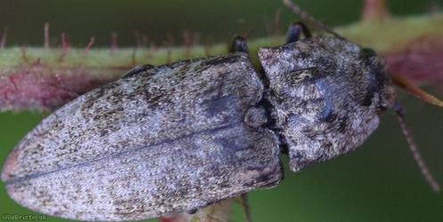 Mottled Dingy-brown Click Beetle