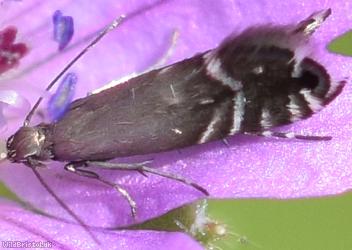 image for Cocksfoot Moth