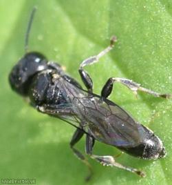 Slender Digger Wasp