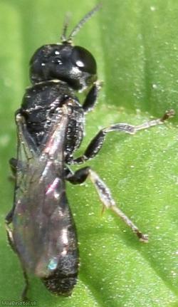 Slender Digger Wasp