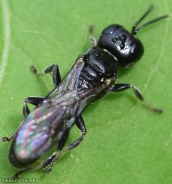 image for Slender Digger Wasp