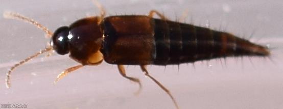 Tachyporus hypnorum