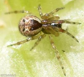 Anelosimus vittatus