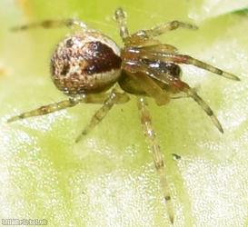 Anelosimus vittatus
