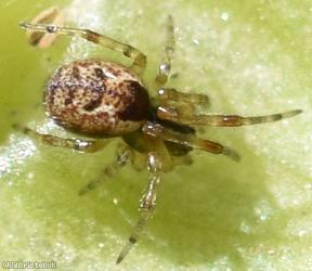 Anelosimus vittatus