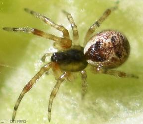 Anelosimus vittatus